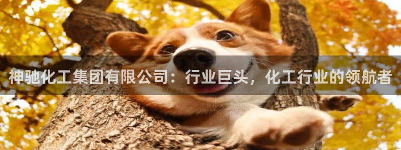 球盟会和中欧会的区别