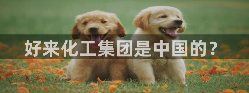 球盟会APP下载：好来化工集团是中国的？